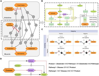 In silico investigation of molecular networks linking gastrointestinal diseases, malnutrition, and sarcopenia